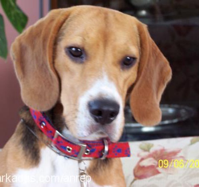 bungee Erkek Beagle