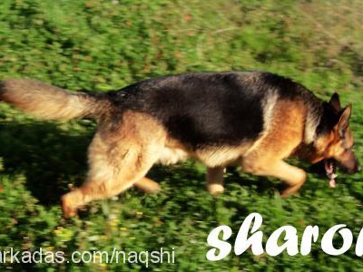 sharon Erkek Alman Çoban Köpeği