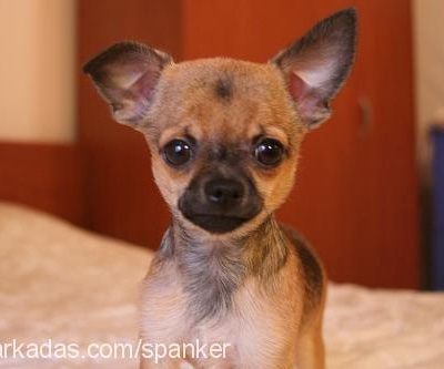 ludwig Erkek Chihuahua