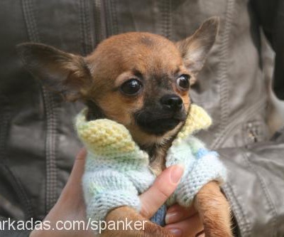 ludwig Erkek Chihuahua