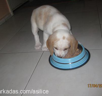 dylan Erkek Beagle
