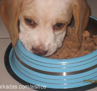 dylan Erkek Beagle