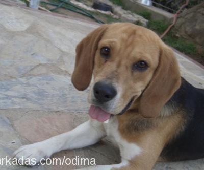 odi Erkek Beagle