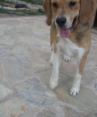 odi Erkek Beagle