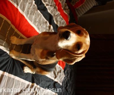 hektor Erkek Beagle