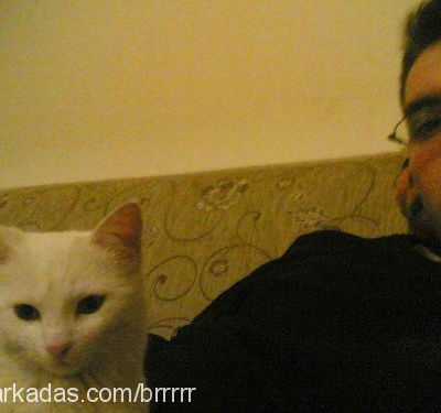fıstık Dişi Ankara Kedisi (Angora)