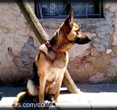 lusy Dişi Alman Çoban Köpeği