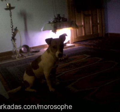 piyon Erkek Jack Russell Terrier