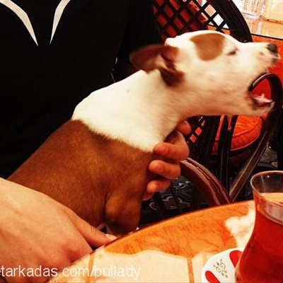 İnna Dişi Amerikan Pitbull Terrier