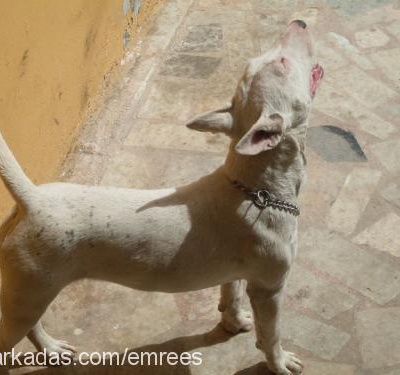 mercy Dişi Minyatür Bull Terrier