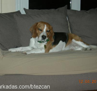 tubİ Erkek Beagle