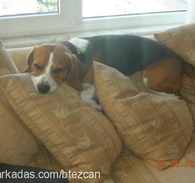 tubİ Erkek Beagle
