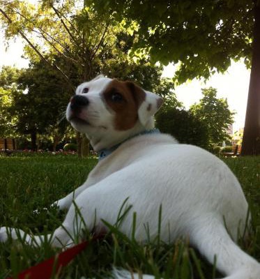 spunky Erkek Jack Russell Terrier