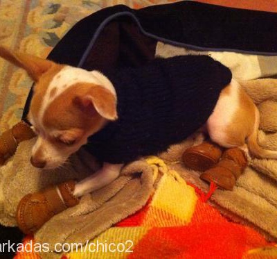 chico Erkek Chihuahua