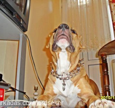 lord Erkek Amerikan Staffordshire Terrier