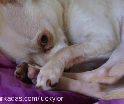 lucky Erkek Chihuahua