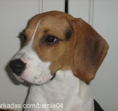 barnie Erkek Beagle