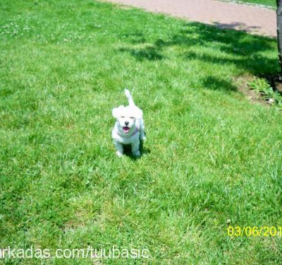 lily Dişi West Highland White Terrier
