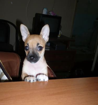 tıfıl Erkek Chihuahua