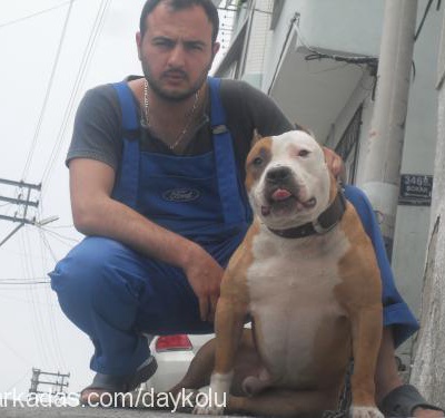 dojobully Erkek Amerikan Pitbull Terrier