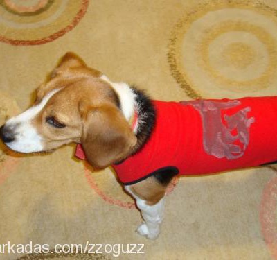 murphy Erkek Beagle
