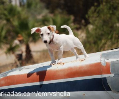sheila Dişi Jack Russell Terrier