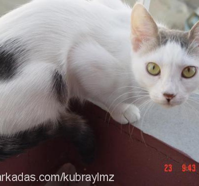 fıstık Dişi Ankara Kedisi (Angora)
