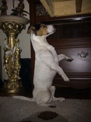 miço Erkek Jack Russell Terrier
