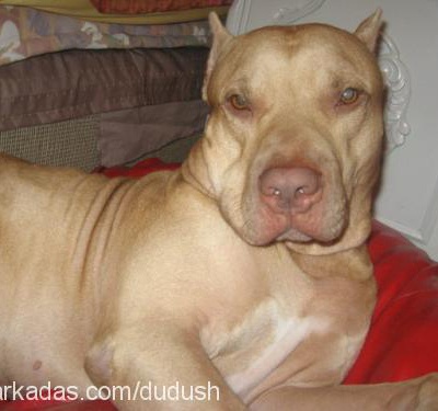 psycho Erkek Amerikan Pitbull Terrier
