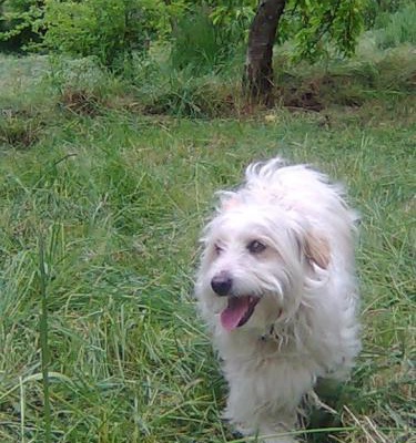ciko Erkek West Highland White Terrier
