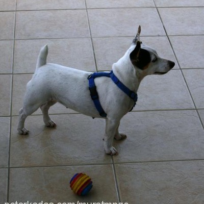 siboş Dişi Jack Russell Terrier