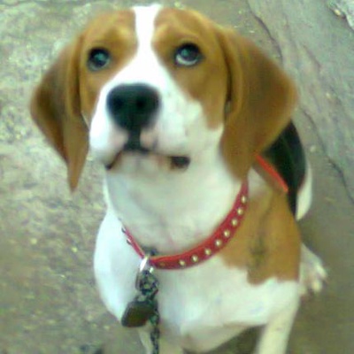 bıdık Dişi Beagle