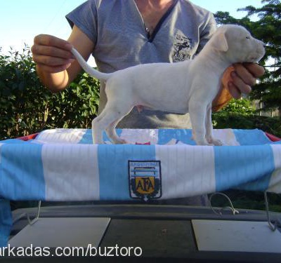 babydogolar Erkek Dogo Arjantin