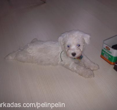 aşkım Dişi West Highland White Terrier