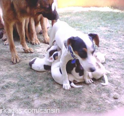 binnaz Dişi Jack Russell Terrier