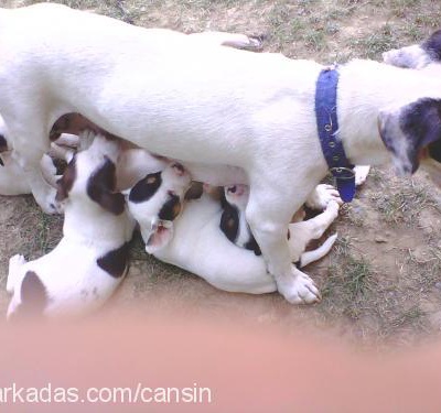 binnaz Dişi Jack Russell Terrier