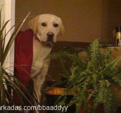 bady Erkek Labrador Retriever