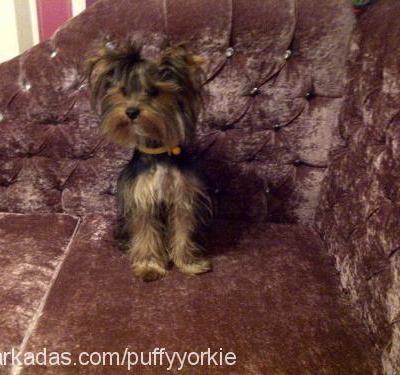 puffy Erkek Yorkshire Terrier