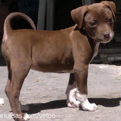 etna Dişi Amerikan Pitbull Terrier