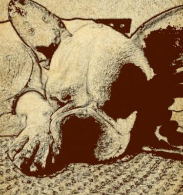 maya Dişi Fransız Bulldog