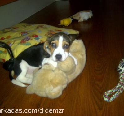 melo Erkek Beagle