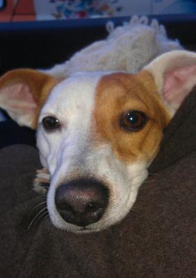 zİllİ Dişi Jack Russell Terrier