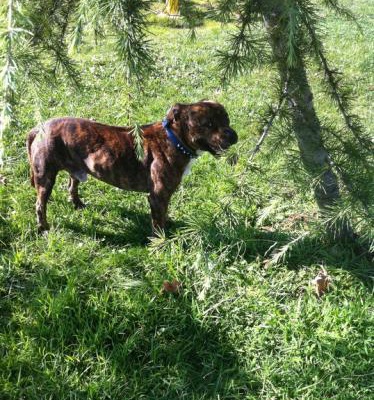 spİke Erkek Staffordshire Bull Terrier