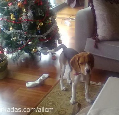 ollie Dişi Beagle