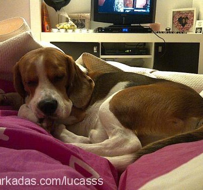 lucas Erkek Beagle