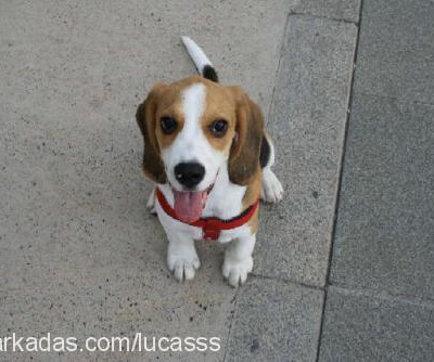 lucas Erkek Beagle