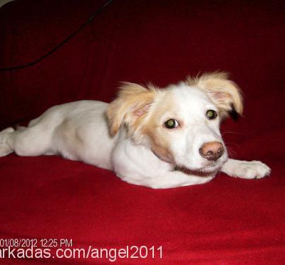 angel Dişi Jack Russell Terrier