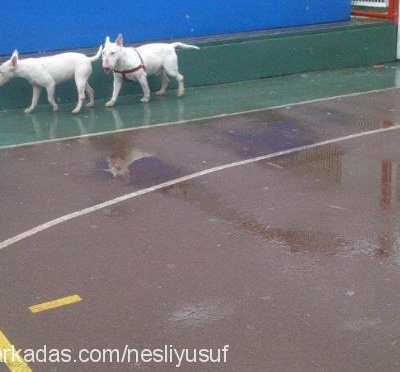 coco Dişi Bull Terrier