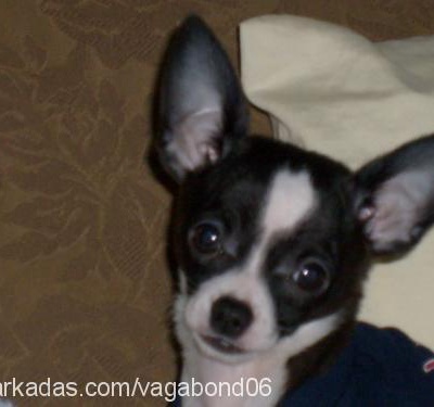 gargamel Erkek Chihuahua
