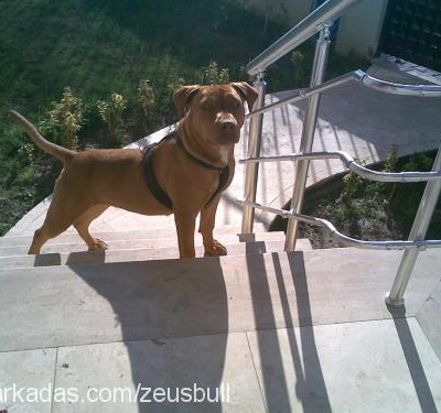 calypso Dişi Amerikan Pitbull Terrier
